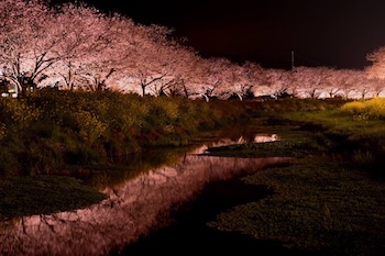 桜並木夜景